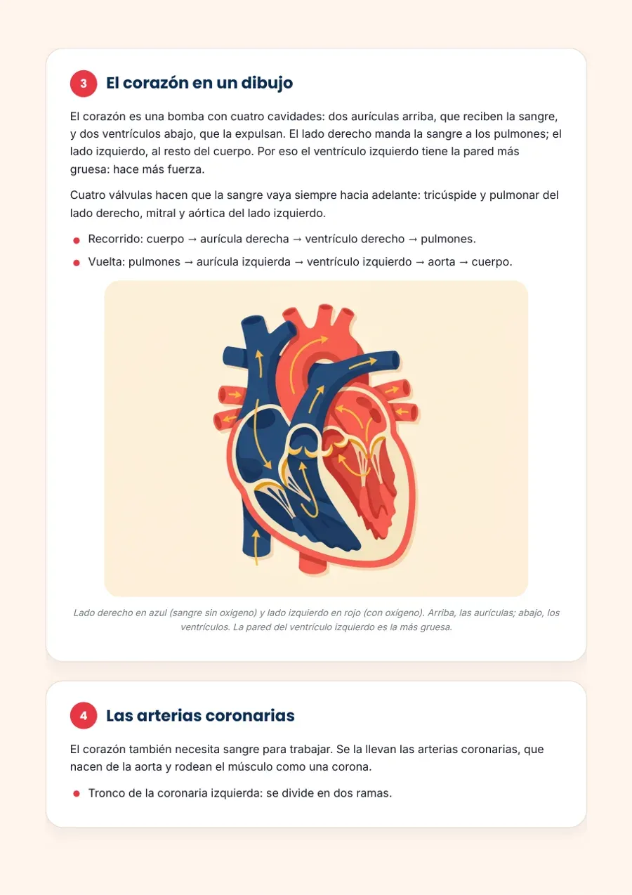 El corazón en un dibujo